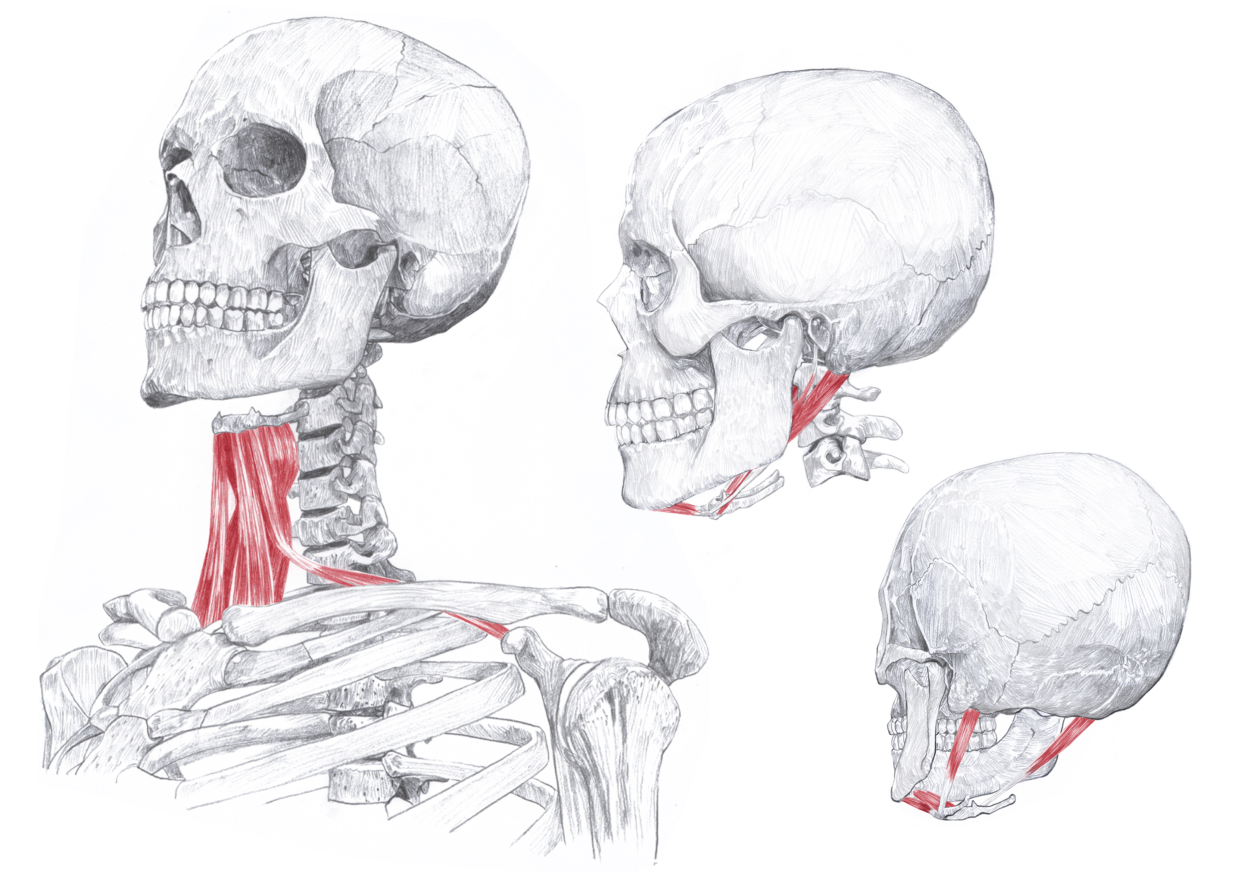 Anatomische Illustrationen